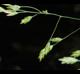 Poa autumnalis