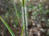 Schizachyrium scoparium