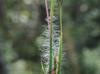 Schizachyrium scoparium