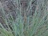 Schizachyrium scoparium