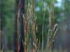 Schizachyrium scoparium