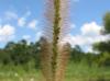 Setaria parviflora