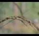 Sorghastrum elliottii