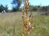 Sorghastrum nutans