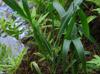 Sorghum bicolor