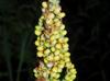 Sorghum bicolor