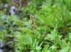 Sorghum bicolor