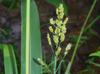 Sorghum bicolor