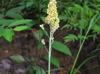 Sorghum bicolor