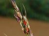 Sorghum halepense