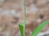 Urochloa texana