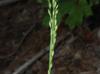 Urochloa texana