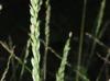 Urochloa texana