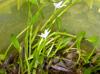 Heteranthera limosa