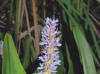 Pontederia cordata