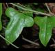 Smilax bona-nox