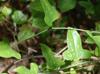 Smilax bona-nox