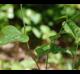 Smilax bona-nox