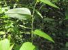 Smilax glauca