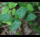 Smilax glauca