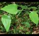 Smilax glauca