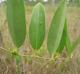 Smilax laurifolia