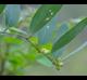 Smilax laurifolia