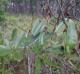 Smilax laurifolia