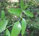 Smilax laurifolia