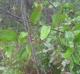 Smilax laurifolia