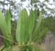 Smilax laurifolia