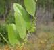 Smilax laurifolia