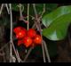 Smilax pumila