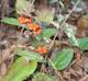 Smilax pumila