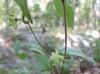 Smilax pumila