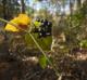 Smilax rotundifolia