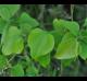 Smilax rotundifolia