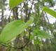 Smilax rotundifolia