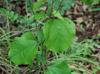 Smilax rotundifolia