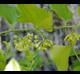 Smilax rotundifolia