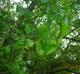 Smilax rotundifolia