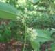 Smilax smallii