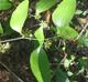 Smilax smallii