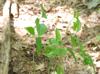 Smilax tamnoides