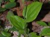 Smilax tamnoides