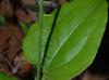 Smilax tamnoides