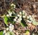 Smilax walteri