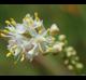 Triantha racemosa