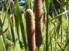 Typha domingensis