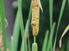 Typha domingensis